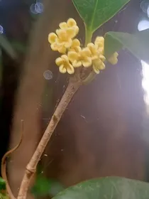 辛夷落尘