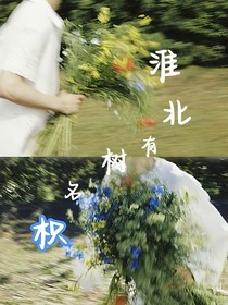 淮北有树名为枳
