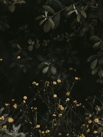 宠物小精灵之冠军