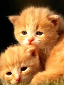 新版猫武士