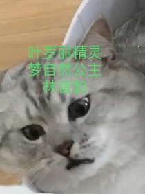 叶罗丽精灵梦灵犀阁林音韵-d275