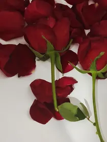 祈花与雪