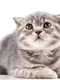 猫武士之爱情