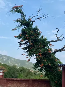永夜星河：爱慕栽种凌霄花