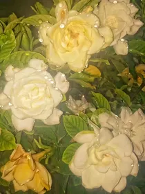紫罗兰开，栀子花遇