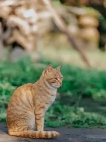 猫武相关