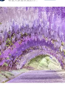 三生三世佛玲花