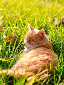 猫武士——霜雾之光