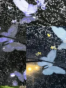 当夏之光穿进霸总小说里