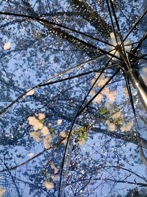 一雨接芒种