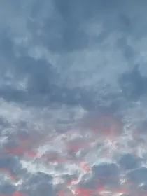 兰枝春寒