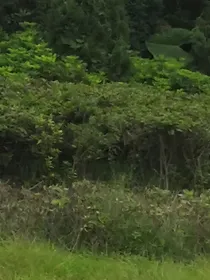光明与黑暗之青春恋爱