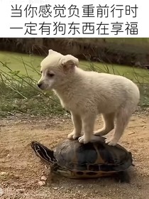 咒回让我们政变咒术吧