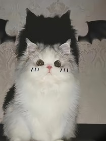 开甜傻爱