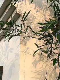 闻声悦
