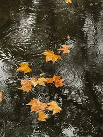 她是在一个风很大的夜晚离开的