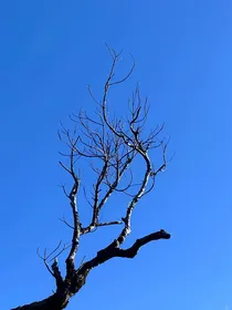 暗恋不痛苦