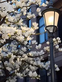 花落无痕，花开半夏