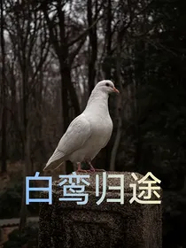 白鸾归途