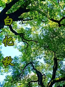 白忆秋
