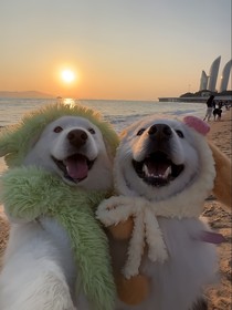 独本