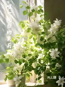 all甜：唯一纯白的茉莉花