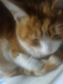 小羊和救世主