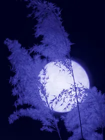 待月西厢下（明代史同）