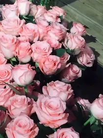 玫瑰爱人……