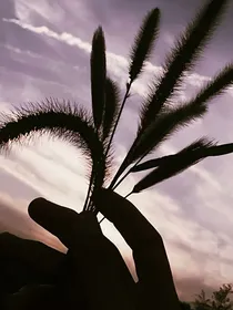 重生后的变格