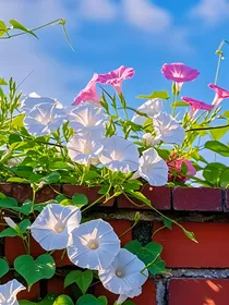 牵牛花的花语