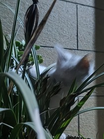 阳春花