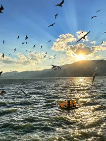 绝世：冰凌花落