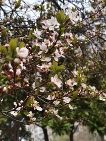 含量极少的cp文基地