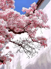 诗情画奕随笔……