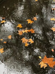 秋雨送明夏-d365