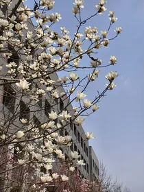 校园：玉兰树下