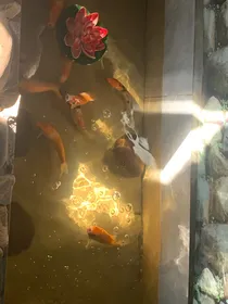 折翼：破碎的她
