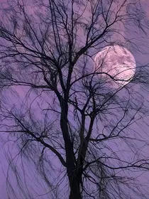 暗夜追毒