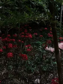 谩诸椛痧