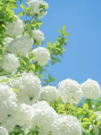 神隐之森