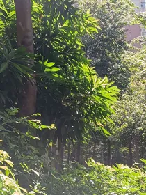 （一级律师）爱意深藏