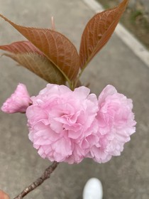 元神无眠夜