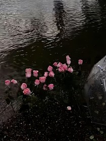 明恋垂涎