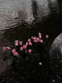 明恋垂涎