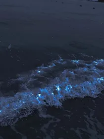 当鲸海吻落时