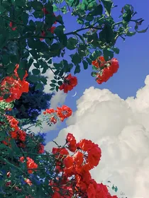 综夏花
