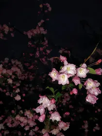 孤星游河