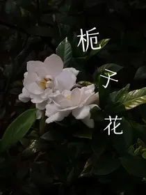 雨天的栀子花