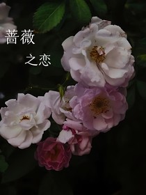 蔷薇之恋……